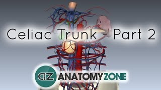 Celiac ArteryTrunk  Part 2  Anatomy Tutorial [upl. by Neehs]