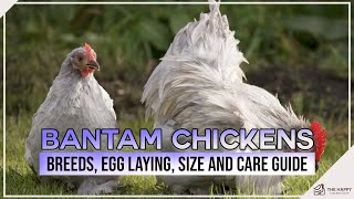 Bantam Chickens Breeds Egg Laying Size and Care Guide [upl. by Jeminah]