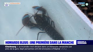 Manche une nouvelle ferme délevage de homards bleus une première en Europe [upl. by Ennovehs]