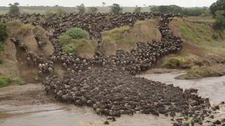 Wildebeest crossing Mara River at Entim Camp [upl. by Assina828]