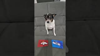 Broncos vs Seahawks nfl nflfootball nflpredictions denverbroncos seattleseahawks dog week1 [upl. by Wells328]