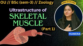 ultrastructure of skeletal muscle part 1  Osmania University  BSc Zoology  sem 3  Humera [upl. by Eiznekcam]