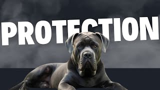 Cane Corso Protection Training The Ultimate Guide [upl. by Niwrehs]