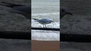 Blackheaded Gull ventnor  Isle of Wight [upl. by Aciamaj]