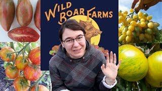 Crazy New Tomato Seeds  Wild Boar Farms unboxing [upl. by Auhsuj625]