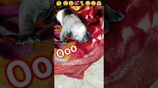 Puppy crying Small Puppy ki Awaaz Cute puppy Sound shorts insaniyat dog puppy cat shortvideo [upl. by Olrak390]