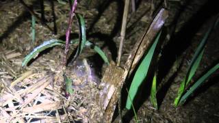 Southern Chorus Frog Calling [upl. by Hegarty]