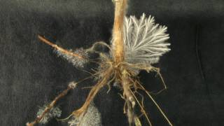 Sclerotium rolfsii growing from stevia root timelapse [upl. by Breena]