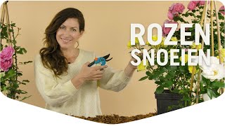 Rozen snoeien alle tips amp tricks voor gezonde rozen  Mijn Border  Pokon [upl. by Anhoj]