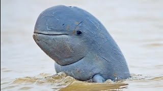 Irrawaddy dolphin facts [upl. by Lanette315]