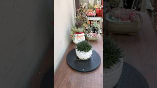 Succulent Tip Repotting Haworthia Bolusii🪴 succulents haworthia succulentsforbeginners [upl. by Akenot]