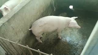 piggery farm thanks God everything is good thank you lord [upl. by Hut]