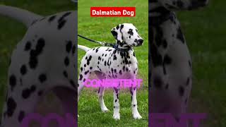 Dalmatian Dog Personality and Behavior [upl. by Terrijo]