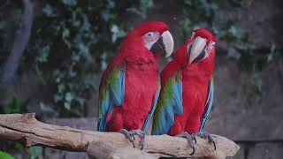 Parrots Colorful Birds with Unbelievable Secrets Parrots ExoticBirds AnimalFacts [upl. by Naux]