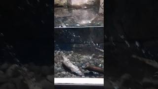 OTTER  animals otter jakarta aquarium cute shorts shortvideo youtubeshorts youtube cool [upl. by Zetrok952]