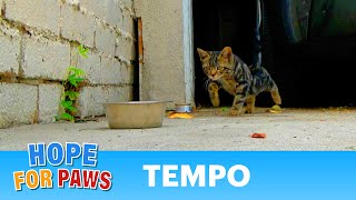 Imagine being a homeless kitten with a broken leg 😰 kittens [upl. by Adnovad]