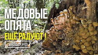 МЕДОВЫЕ ОПЯТА  ЕЩЁ РАДУЮТ  28 октября 2024 г Сбор медовых опят Armillaria mellea [upl. by Chemar516]