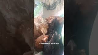 Coryza Worse Eye infection treatment Part 1 chicken hatchingchickeneggs coryza infection birds [upl. by Favin]