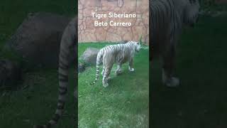 Tigre siberiano Beto Carreroviagem [upl. by Richers]