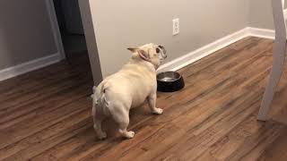 Angry French Bulldog on Diet Throws Tantrums for Not Getting Food  1065754 [upl. by Eilesor]