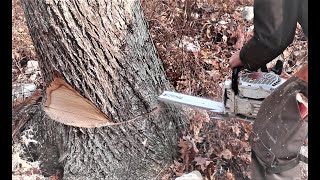 DANGEROUS TREES Severe Lean How to fell a tree with hard lean [upl. by Nanor]