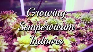 Growing Sempervivum Indoors [upl. by Subak]