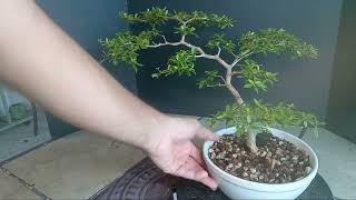 I paid HOW MUCH for this Bonsai Tree [upl. by Imnubulo108]