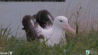 Juvie Albatross is busy cleaning the nest before fledging Leaving a clean house behind [upl. by Kooima]