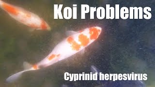 Koi Pox  Cyprinid herpesvirus [upl. by Bacchus]