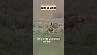 Aslan vs Sırtlan Yerli Kâşif Seslendirme Versiyon  Cesaret taklit edilmez takdir edilir [upl. by Idolah344]