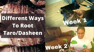 Different Ways To Root Taro  Dasheen [upl. by Holloway]