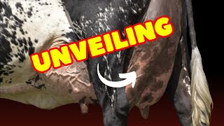 Girolando Cattle Everything You Need to Know [upl. by Phillis]