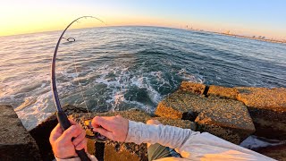 Fishing Gold Coast Australia for Food  Sea Wall Session LAND BASED [upl. by Akenn728]