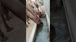 Camels drinking water camelsofthar animals comedyvideos meeting funny camelenjoy funnyshorts [upl. by Reggis]