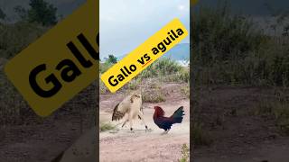 Le fallo al águila leyvafamilyvlog gallos águila campo rancho pelea viralshorttips trending [upl. by Weisberg]