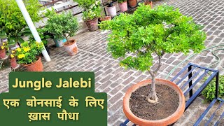 जंगल जलेबी प्लांट केयर How to care Pithecellobium dulce bonsai Best plant for bonsai [upl. by Tucker]