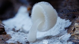 Beautiful Rare Mushrooms  Fungi plant growth [upl. by Sivart]