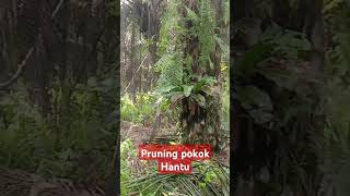 Pruning pelepah kelapa sawit pruning [upl. by Duleba305]