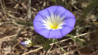 Dondiego de día Convolvulus tricolor wwwriomoroscom [upl. by Pawsner]