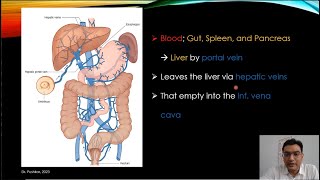 Splanchnic circulation  Portal  Liver sinusoids  Reticuloendothelial system [upl. by Hazlett436]