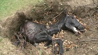 Aparecen caballos muertos en Euskadi [upl. by Max]