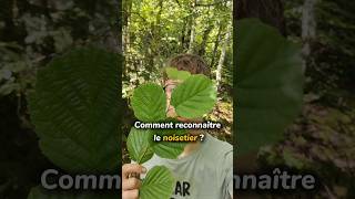 Comment reconnaître le noisetier 🌳noisetier arbres forêt naturecomestible plantessauvages [upl. by Aikaz]