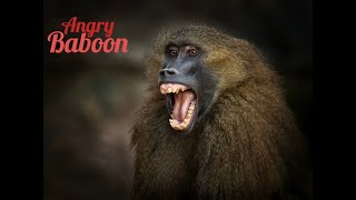 Angry Baboon ¦ Yorkshire Wildlife Park [upl. by Kirimia931]