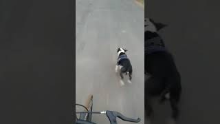 The puppies Tyson Pitbull trending subscriber shortsfeed shortsviral youtubeshorts [upl. by Ariat559]