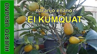 El Kumquat o naranjo enano HuertoUrbano [upl. by Olsewski]