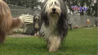 Bearded Collie Informationen zur Rasse [upl. by Brenner290]