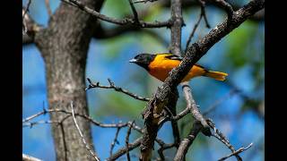 ORIOLE Icterus SPURIUS [upl. by Meeki719]