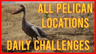 RDR2 Pelican Locations  Daily Challenges  Red Dead Online [upl. by Nyladnor]