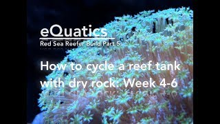 How to cycle a Reef Tank with Dry Rock week 2  Red Sea Reefer Build Part 5 [upl. by Inail568]