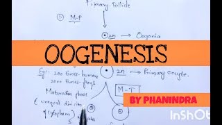 OOGENESIS INTER 2nd YEARBSC ZOOLOGYBY PHANINDRA [upl. by Lundquist]